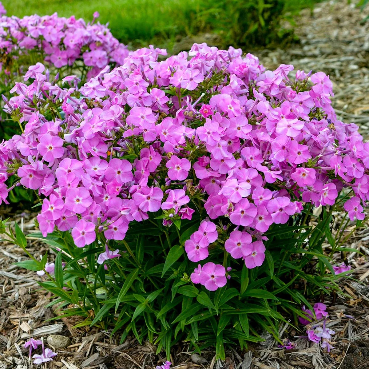 Phlox — Canada Green Nursery and Garden Center